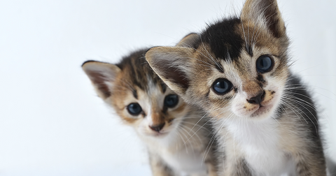 two kittens close together in the frame