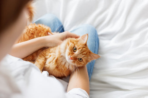 Ginger cat on a human’s lap.