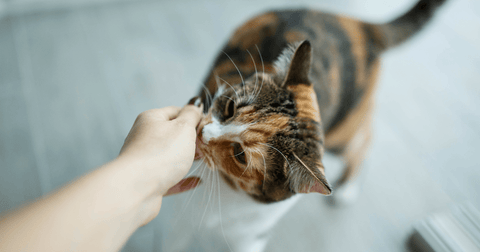 cat being rubbed by owner