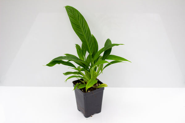 Philodendron Lynette