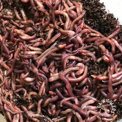 download red wiggler worms near me