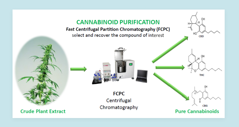 How is CBG Extracted?