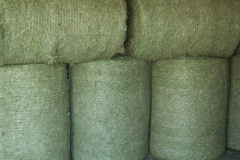 Best Place To Buy Rhodes Round Bales in Townsville