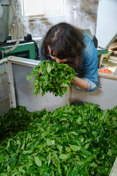 Woman smells freshly harvested tea leaves in a factory located in Japan