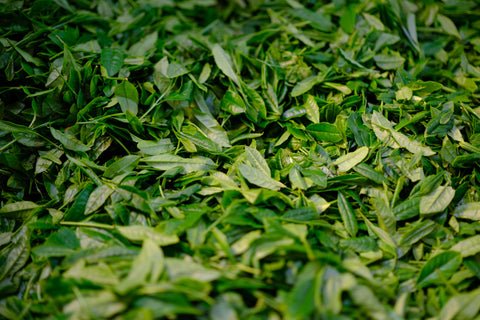 Freshly harvested tea leaves by Mizuba Tea Co partner farms