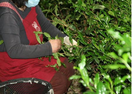 Harvesting tea by hand