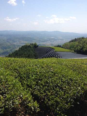 Japanese Tea Fields in Wazuka