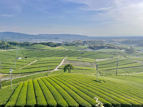 Tea Fields in Yame, Japan – by Mizuba Tea Co.