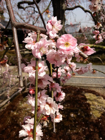 Sakura blossoms in Japan