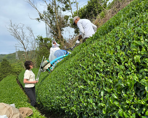Harvesting tea leaves by hand in Japan