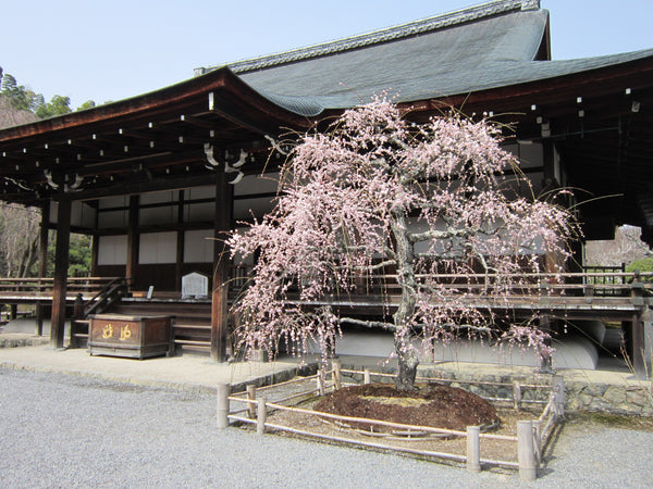 Bloom Sakura Cherry Blossom Tree at a Temple in Kyoto, Japan