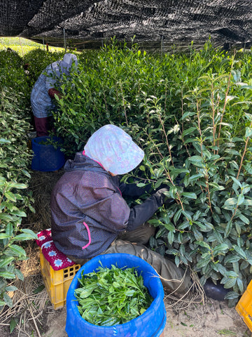 An elderly woman handpicks tea in Uji, Japan