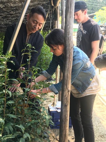 Handpicking tencha in Uji, Japan