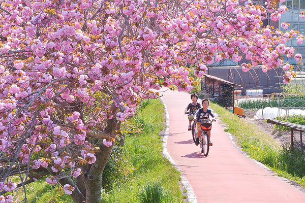 Hanami in Japan. Two cyclists bike under blooming sakura trees.