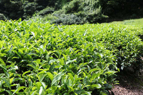Tea fields in Japan