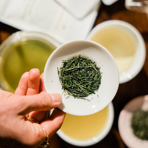 Hand holds white plate of Japanese sencha tea over a table of tea cups