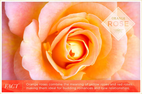 "Orange rose meaning: Represents enthusiasm, desire, and fascination."