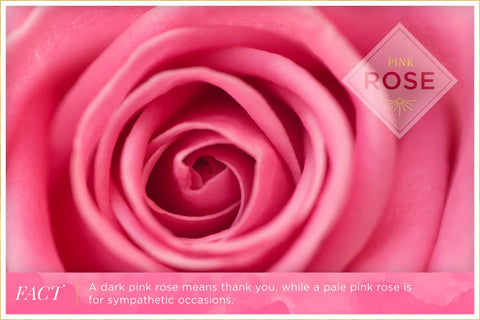 "Pink rose meaning: Represents admiration, gratitude, and sweetness."