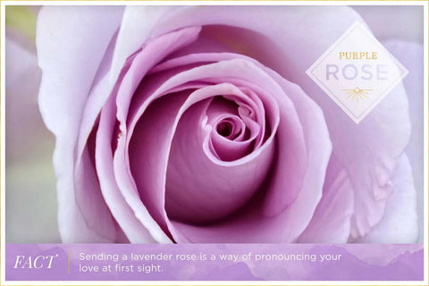 "Purple rose meaning: Represents enchantment, love at first sight, and admiration."