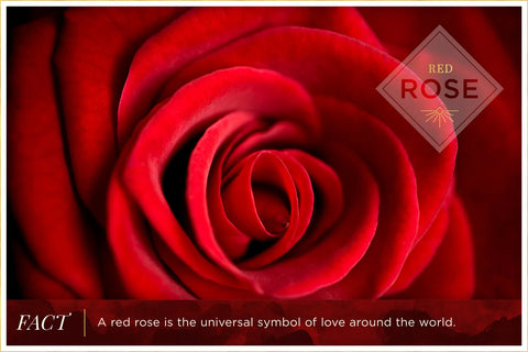 "Red rose meaning: Symbol of love, passion, and romance."