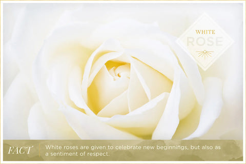 "White rose meaning: Symbolizes purity, innocence, and new beginnings."