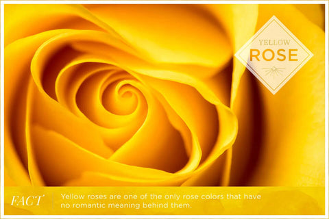 "Yellow rose meaning: Symbolizes friendship, joy, and a bright, cheerful outlook."