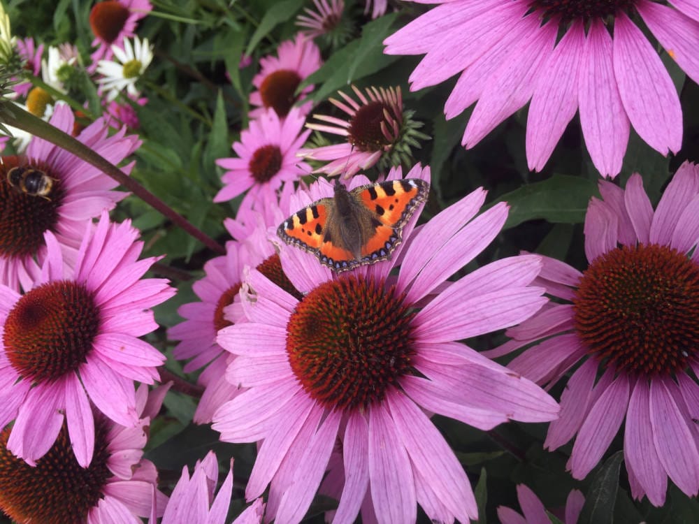 Echinacea flowers in bloom in Sussex garden