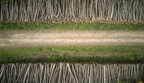 Tree Trunks for Kiln Dried Logs