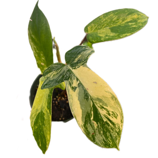 Epipremnum Pinnatum Aurea Variegated – Exotropical