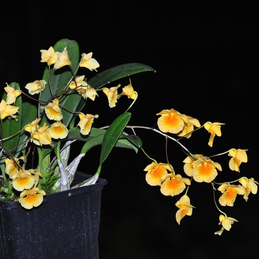 Dendrobium — Ecuagenera USA Corp