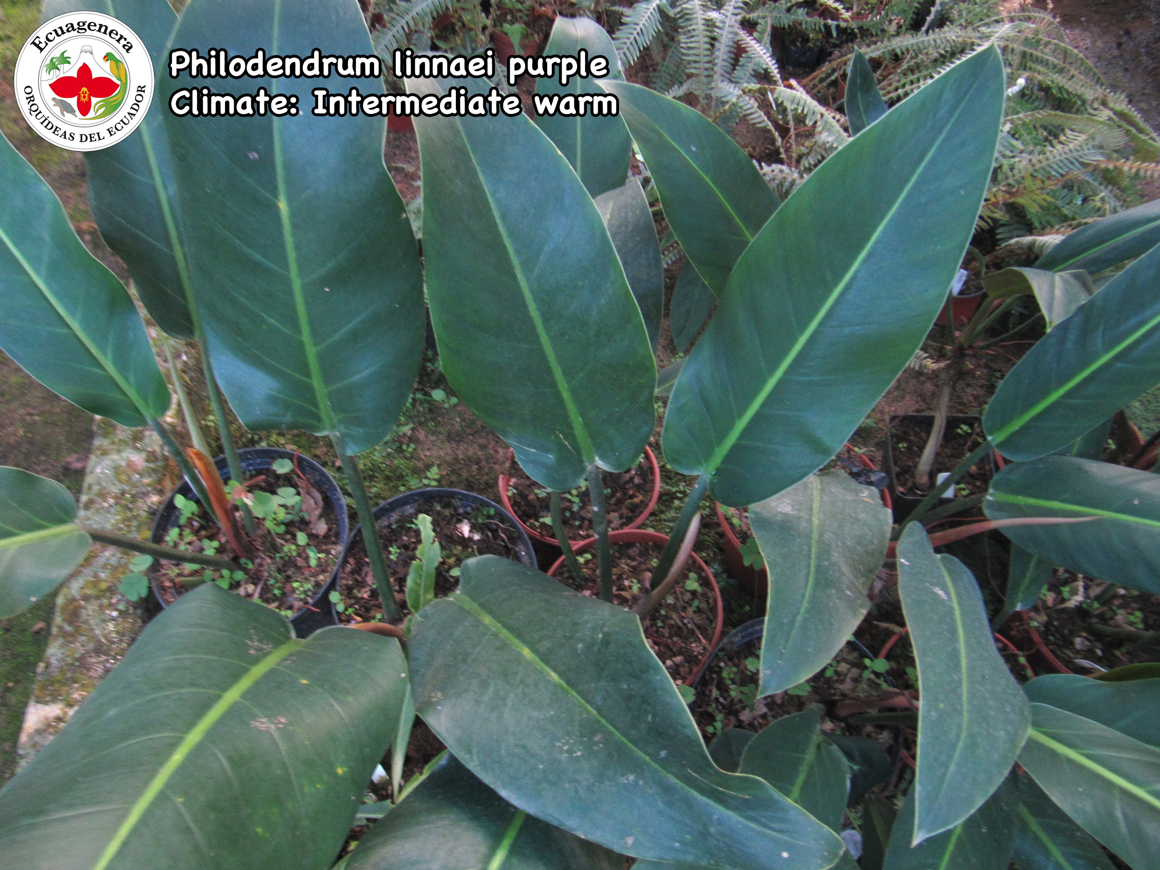 Philodendron linnaei purple — Ecuagenera USA Corp