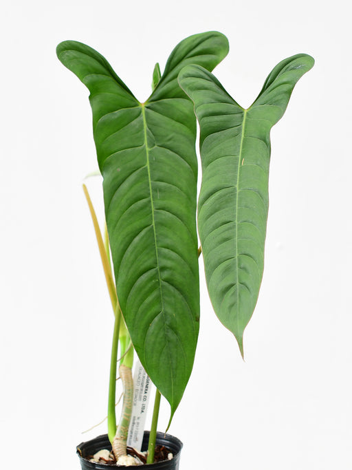 感謝価格】 Anthurium 花芽あり lutheri その他観葉植物 - www ...