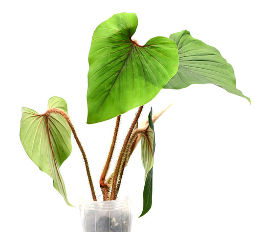 Epipremnum pinnatum 'Mint' — Ecuagenera USA Corp