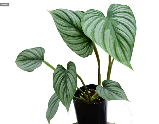 Epipremnum pinnatum variegated — Ecuagenera USA Corp