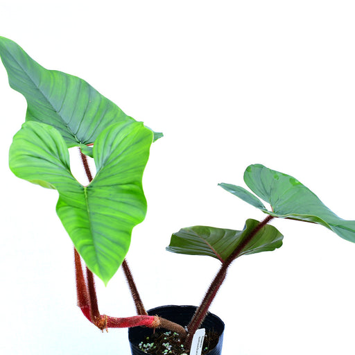 Philodendron alatiundulatum — Ecuagenera USA Corp