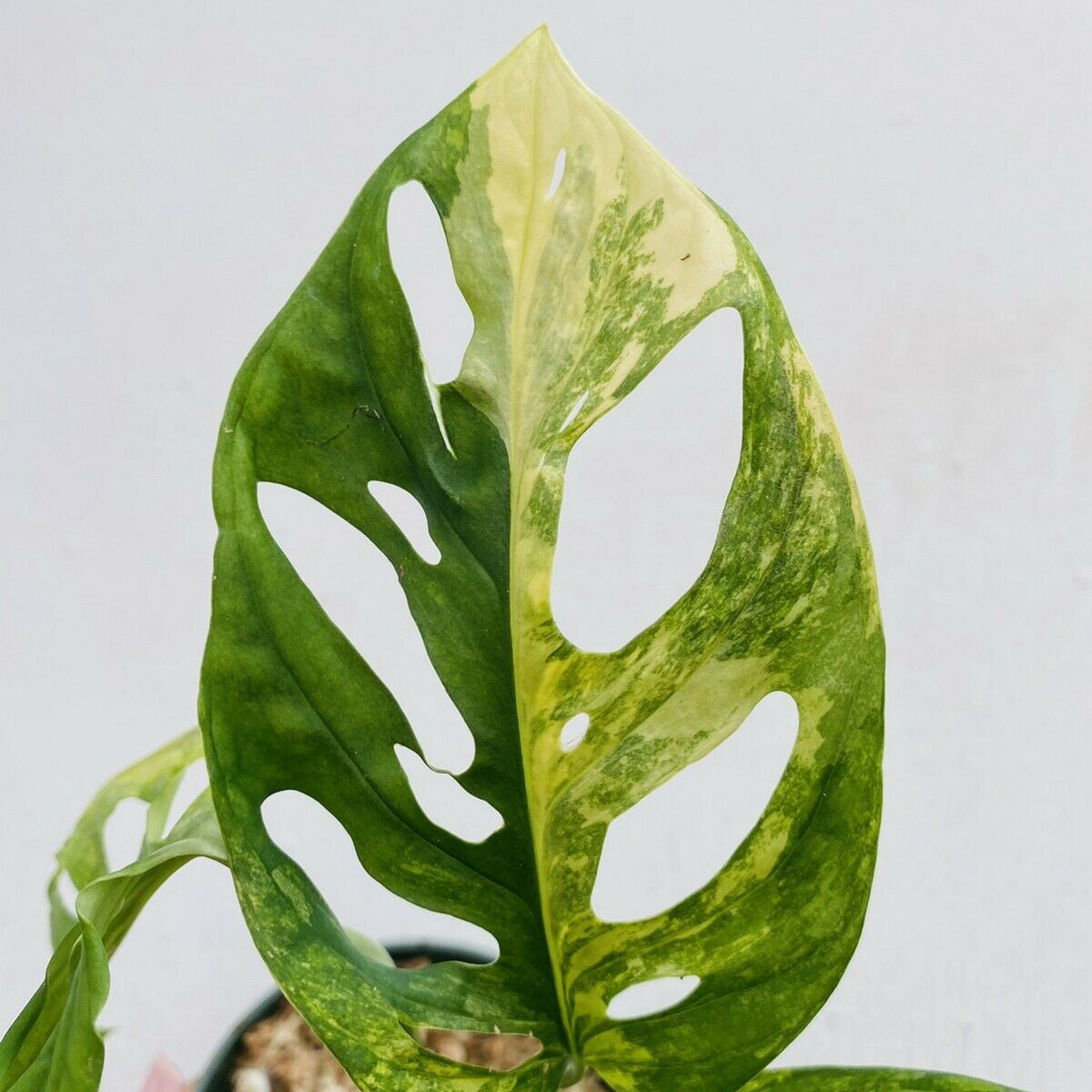 熱い販売 MIA様専用黄斑入り Monstera adansonii variegata revecap.com