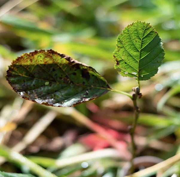 Young seedling - Ecologi picture