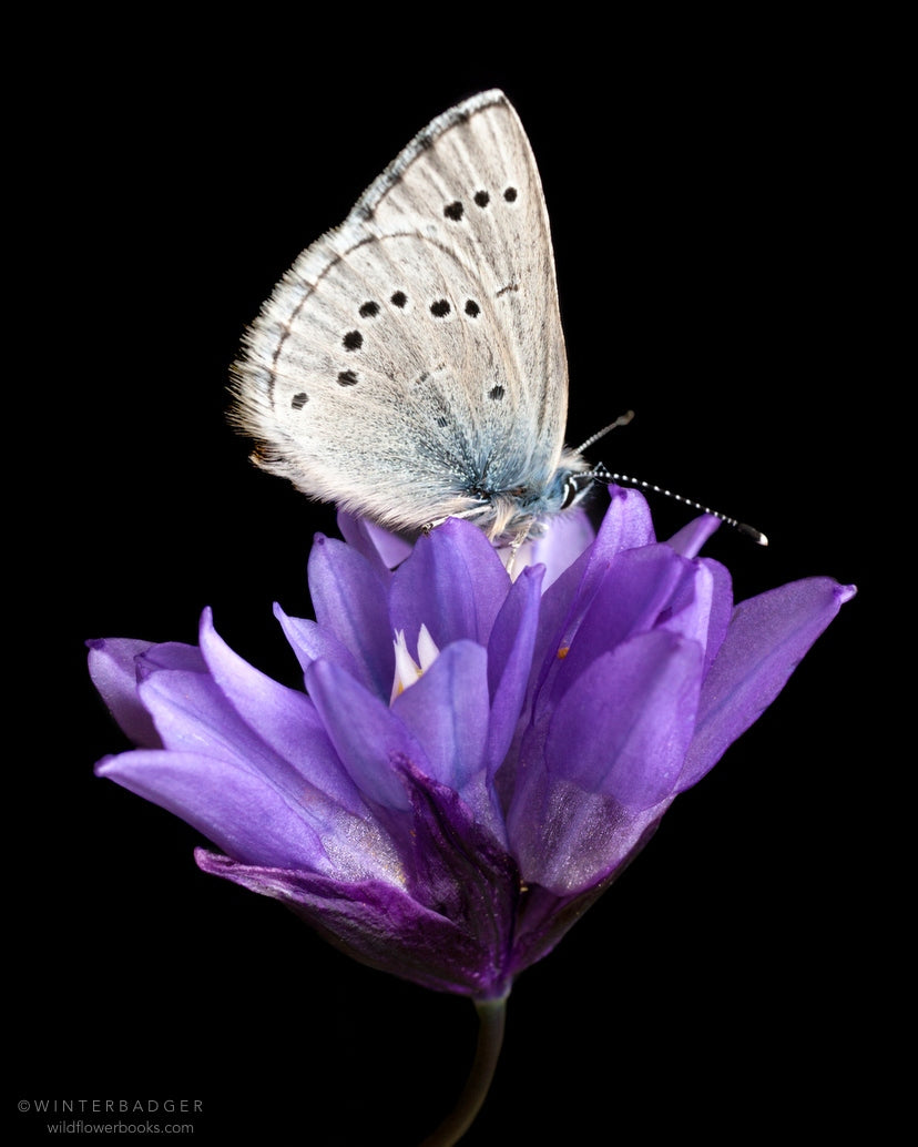 gray spotted butterfly with closed wings on top of a cluster of purple wildflowers called blue dicks, against a black background.