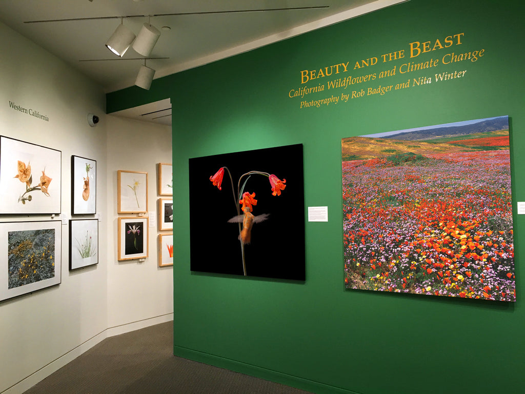 Beauty and the Beast: California wildflowers and Climate Change original exhibit at the Jewett Gallery at the San Francisco Main Public Library