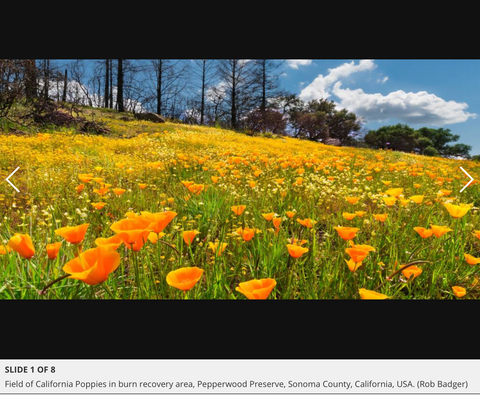 Press Democrat article on Beauty and the Beast: California wildflowers and Climate Change