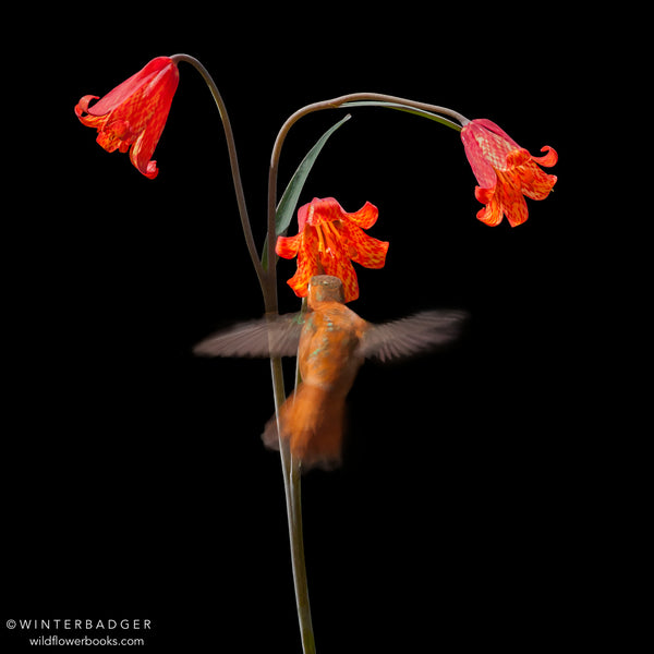 A Rufous hummingbird gathers nectar from a scarlet fritillary plant at Upper Table Rocks in Oregon