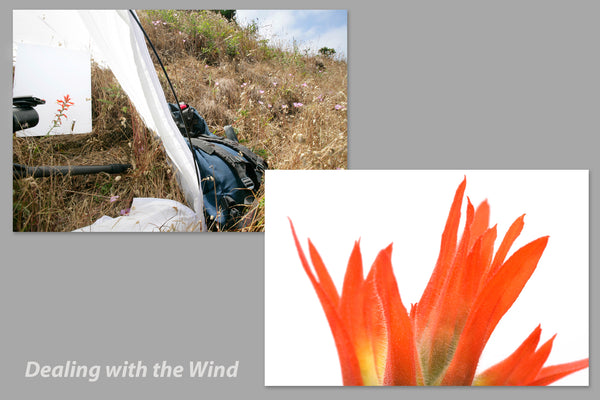 Set up with wind break to photograph Indian paintbrush wildflower tip