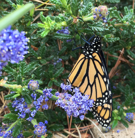 butterfly with black head and orange wings hanging from a leaf