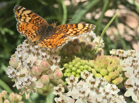 small butterfly on flowers