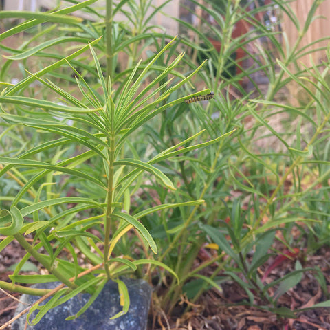 small caterpillar eating leaves