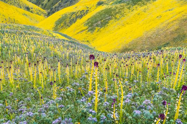 A dazzling carpet of desert candle (Caulanthus inflatus), lacy phacelia (Phacelia tanacetifolia), and hillside  daisy (Monolopia lanceolata) carpeted Carrizo Plain National Monument in San Luis Obispo County in a wildflower  “Super Bloom” following winter rains in 2017. Photo: Rob Badger & Nita Winter