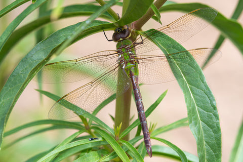 dragonfly on a plant, eating a leaf