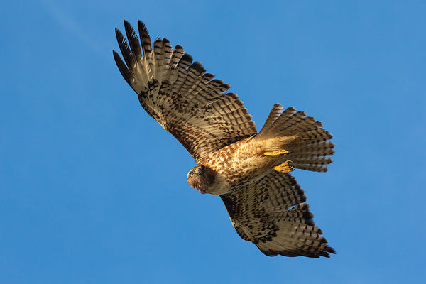 Hawk soaring over head along the San Mateo Coast, California