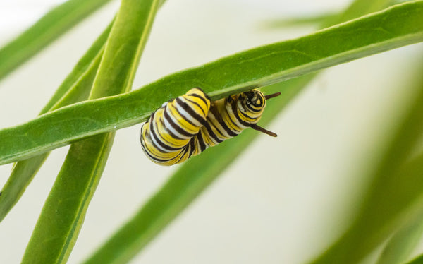 Monarch butterfly caterpillar on narrow leafed milkweed in photographers' native plant garden