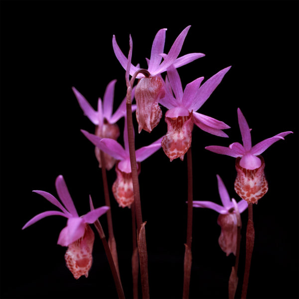 Calypso orchids, also known as fairy slipper or Venus' slipper, photographed at Mount Tamalpais State Park.